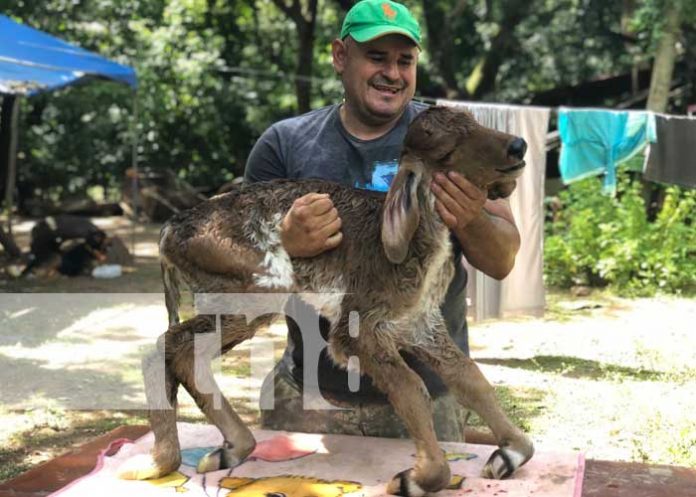 Extraña ternera de dos cabezas que nació en Chontales