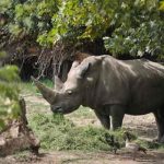 Muere Toby, el rinoceronte blanco más viejo del mundo en Italia Muere Toby, el rinoceronte blanco más viejo del mundo en Italia