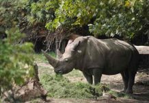 Muere Toby, el rinoceronte blanco más viejo del mundo en Italia Muere Toby, el rinoceronte blanco más viejo del mundo en Italia