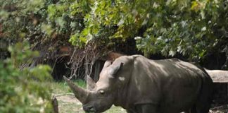 Muere Toby, el rinoceronte blanco más viejo del mundo en Italia