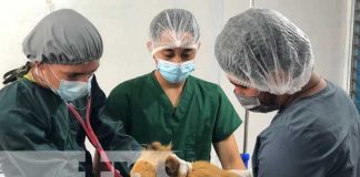 Estudiantes técnicos de Juigalpa en la especialización de Veterinaria