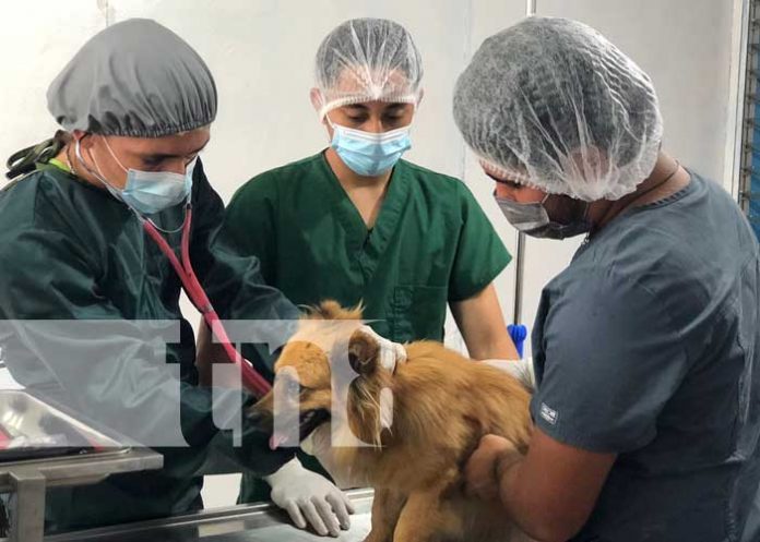 Estudiantes técnicos de Juigalpa en la especialización de Veterinaria