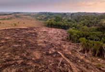 Deforestación en la Amazonia brasileña alcanza cifra récord Deforestación en la Amazonia brasileña alcanza cifra récord