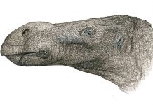 Descubren nueva especie de dinosaurio con una nariz desproporcionada Descubren nueva especie de dinosaurio con una nariz desproporcionada