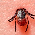 Vacuna contra la enfermedad de Lyme es probada en conejillos de Indias