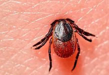 Vacuna contra la enfermedad de Lyme es probada en conejillos de Indias Vacuna contra la enfermedad de Lyme es probada en conejillos de Indias