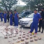 Incautan más de 300 libras de marihuana y capturan a 6 personas en Nueva Segovia