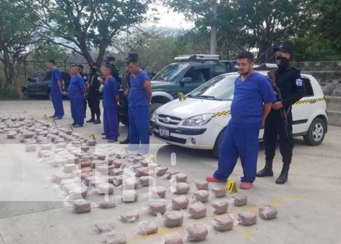 Incautan más de 300 libras de marihuana y capturan a 6 personas en Nueva Segovia