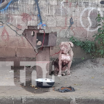 Perro pitbull causa conmoción en un barrio de Managua Pitbull deambulando en barrio de Managua