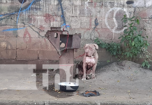 Perro pitbull causa conmoción en un barrio de Managua Pitbull deambulando en barrio de Managua