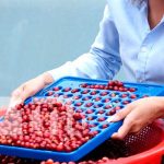 Curso para la mejora del café en Matagalpa