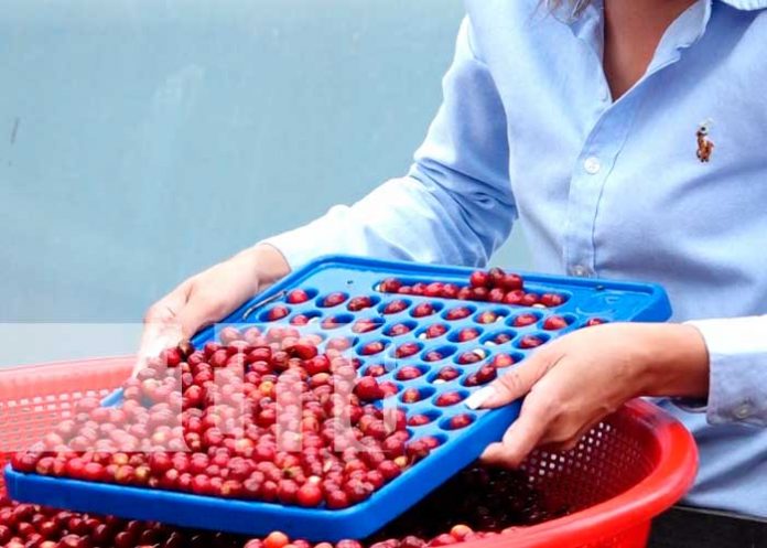 Curso para la mejora del café en Matagalpa