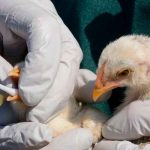 Alarmante brote de gripe aviar en Países Bajos y Alemania Más de 36 mil animales sacrificados por brote de gripe aviar en Alemania