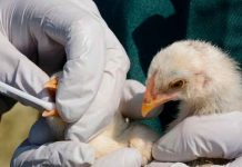 Más de 36 mil animales sacrificados por brote de gripe aviar en Alemania