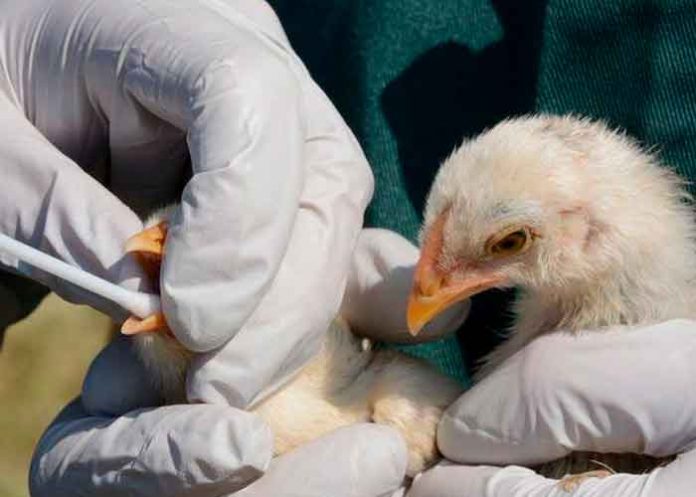 Más de 36 mil animales sacrificados por brote de gripe aviar en Alemania