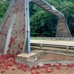 ¿Plagas bíblicas? Cangrejos caníbales invaden las carreteras en Australia ¿Plagas bíblicas? Cangrejos caníbales invaden las carreteras en Australia