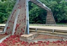 ¿Plagas bíblicas? Cangrejos caníbales invaden las carreteras en Australia