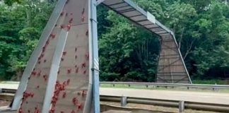 ¿Plagas bíblicas? Cangrejos caníbales invaden las carreteras en Australia