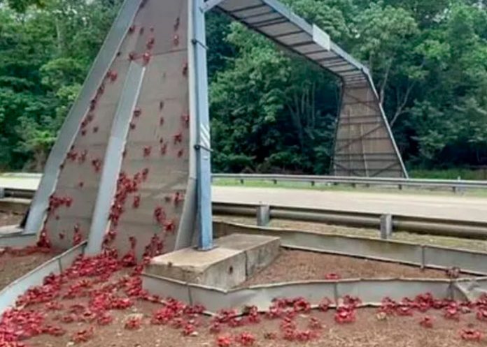 ¿Plagas bíblicas? Cangrejos caníbales invaden las carreteras en Australia