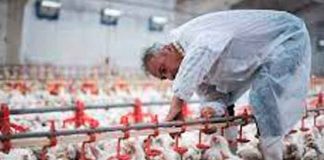 OIE reporta presencia de tres variantes de gripe aviar en Europa y Asia