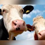 Investigan dos casos sospechosos de vacas locas en humanos en Brasil Investigan dos casos sospechosos de vacas locas en humanos en Brasil