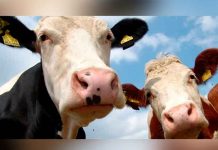 Investigan dos casos sospechosos de vacas locas en humanos en Brasil Investigan dos casos sospechosos de vacas locas en humanos en Brasil