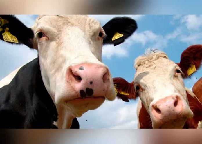 Investigan dos casos sospechosos de vacas locas en humanos en Brasil