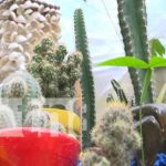 Cactus Los Pitirrines presente en Nicaragua Emprende Cactus Los Pitirrines presente en Nicaragua Emprende