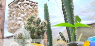 Cactus Los Pitirrines presente en Nicaragua Emprende