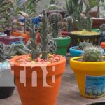 Nicaragua ahora envía a mercados internacionales plantas exóticas Cactus Los Pitirrines presente en Nicaragua Emprende