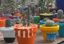 Nicaragua ahora envía a mercados internacionales plantas exóticas Cactus Los Pitirrines presente en Nicaragua Emprende