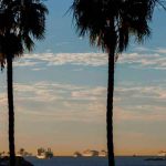 Hallan monstruoso pez en una playa de California