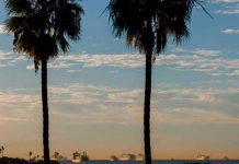 Hallan monstruoso pez en una playa de California