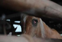 Cae grupo criminal que vendía carne de caballo a restaurantes en Brasil