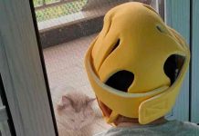 China: Padres ponen cascos a sus bebés para moldearles la cabeza China: Padres ponen cascos a sus bebés para moldearles la cabeza