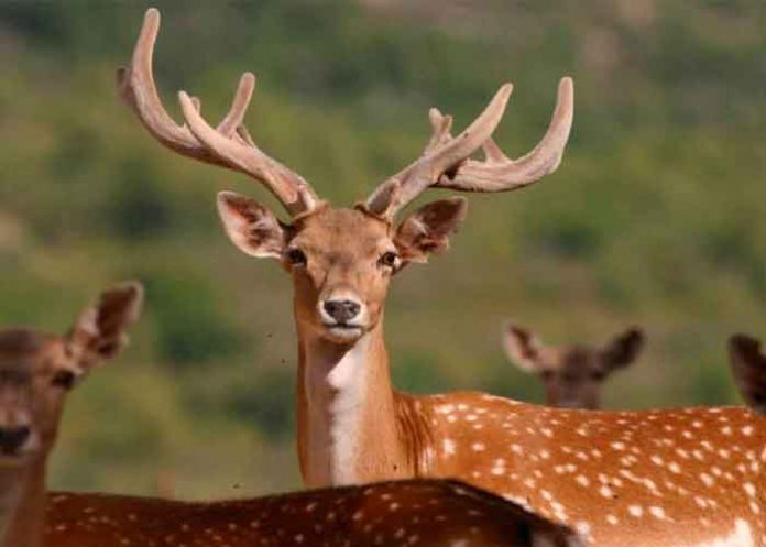 SARS-COV-2 se propaga entre la población de ciervos salvajes, según estudio