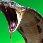 Mata a mendigo con una cobra para cobrar su seguro de vida