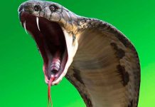 Mata a mendigo con una cobra para cobrar su seguro de vida