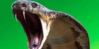 Mata a mendigo con una cobra para cobrar su seguro de vida