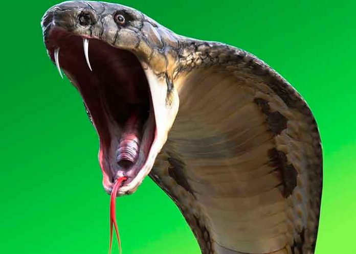 cobra- Mata a mendigo con una cobra para cobrar su seguro de vida