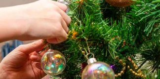 Increíble: Árbol de navidad resultó ser gigantesca mata de marihuana en Colombia