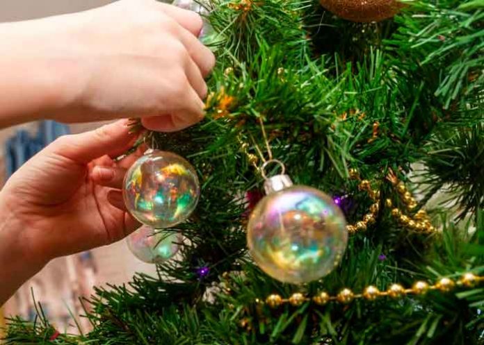 Increíble: Árbol de navidad resultó ser gigantesca mata de marihuana en Colombia