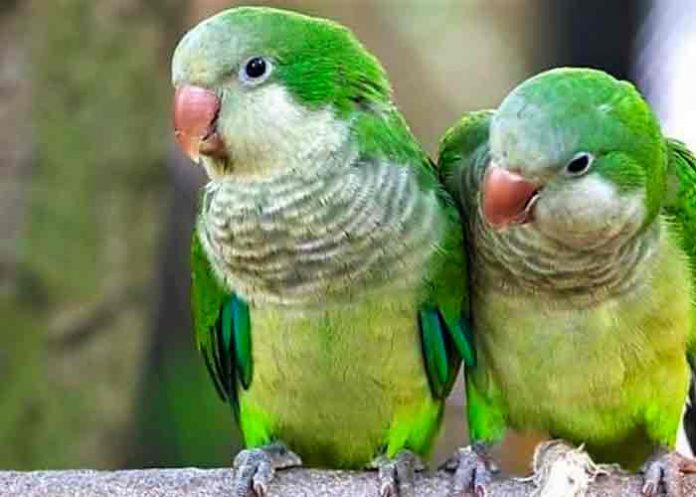 cotorras-1 Matan a cotorras argentinas tras convertirse en una plaga en España