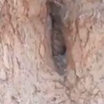 ¿Realidad o ficción? Graban un duende dentro de un árbol (VIDEO)