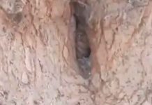 ¿Realidad o ficción? Graban un duende dentro de un árbol (VIDEO) ¿Realidad o ficción? Graban un duende dentro de un árbol (VIDEO)