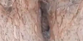 ¿Realidad o ficción? Graban un duende dentro de un árbol (VIDEO)