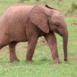 Bebé elefante muere después de perder la mitad de su trompa en Indonesia Pequeño elefante muere después de perder la mitad de su trompa en Indonesia