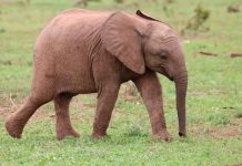 Bebé elefante muere después de perder la mitad de su trompa en Indonesia Pequeño elefante muere después de perder la mitad de su trompa en Indonesia