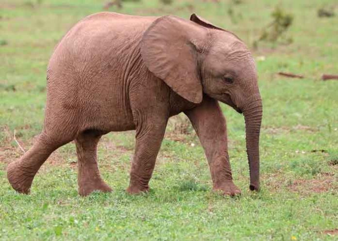 elefente5 Pequeño elefante muere después de perder la mitad de su trompa en Indonesia
