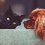 Francia prohíbe venta de perros y gatos en tiendas de animales a partir de 2024 Francia prohibirá la venta de perros y gatos para el 2024